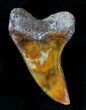 Mako Shark Tooth Fossil - Sharktooth Hill, CA #23570-1